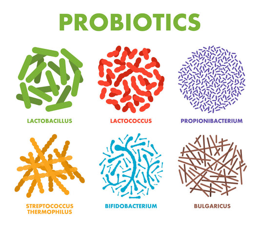 What are Probiotics and Why do You Need Them